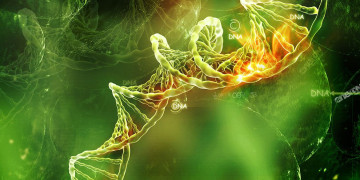 What Is Telomere And Cellular Aging